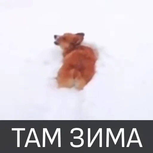 🥶 Стикер «Собака улыбака» для Telegram