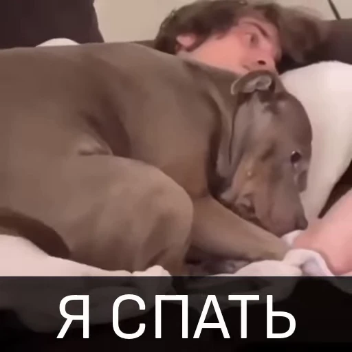😴 Стикер «Собака улыбака» для Telegram