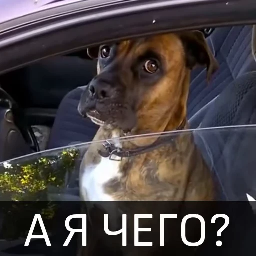 😝 Стикер «Собака улыбака» для Telegram