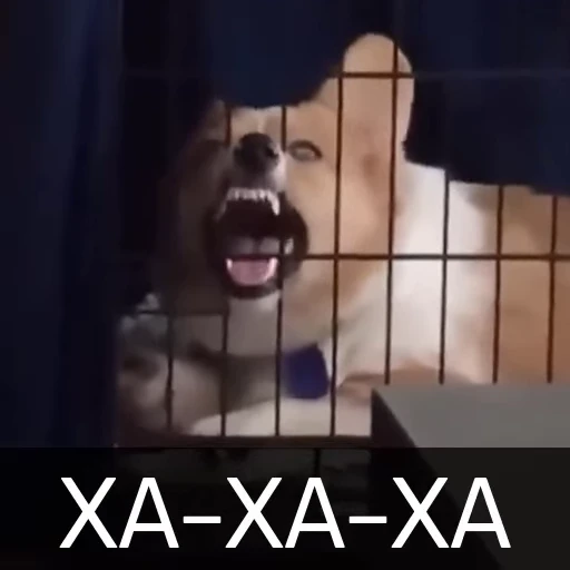 😂 Стикер «Собака улыбака» для Telegram