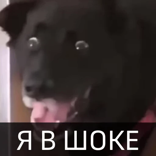 😱 Стикер «Собака улыбака» для Telegram