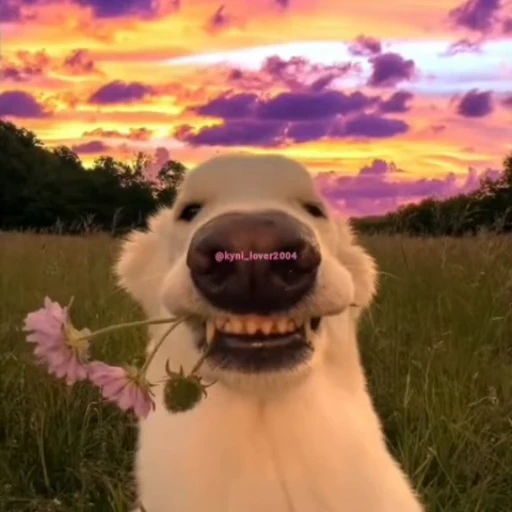 😁 Стикер «ты я» для Telegram