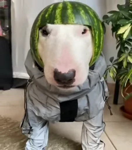 🥸 Стикер «ты я» для Telegram