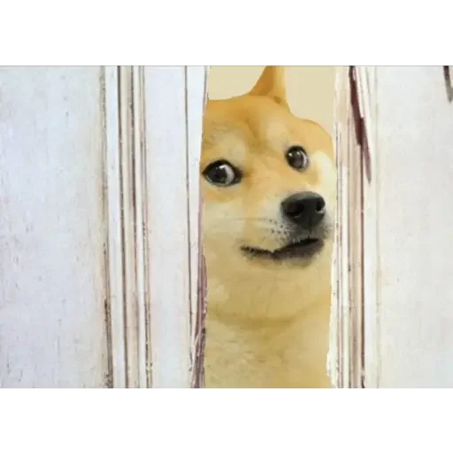 😂 Стикер «Doge(Ⲁⲡⲁⲛⲟⲅⲃ)» для Telegram