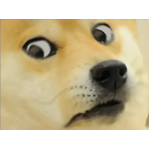 😂 Стикер «Doge(Ⲁⲡⲁⲛⲟⲅⲃ)» для Telegram
