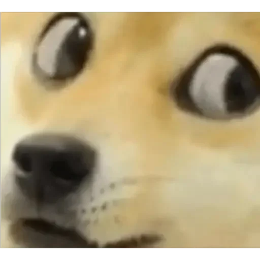 😳 Стикер «Doge(Ⲁⲡⲁⲛⲟⲅⲃ)» для Telegram