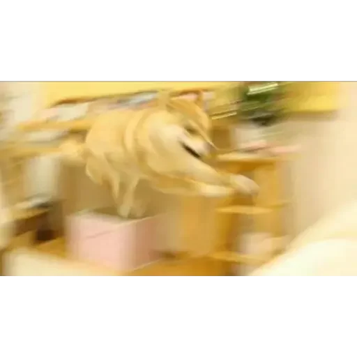 😠 Стикер «Doge(Ⲁⲡⲁⲛⲟⲅⲃ)» для Telegram