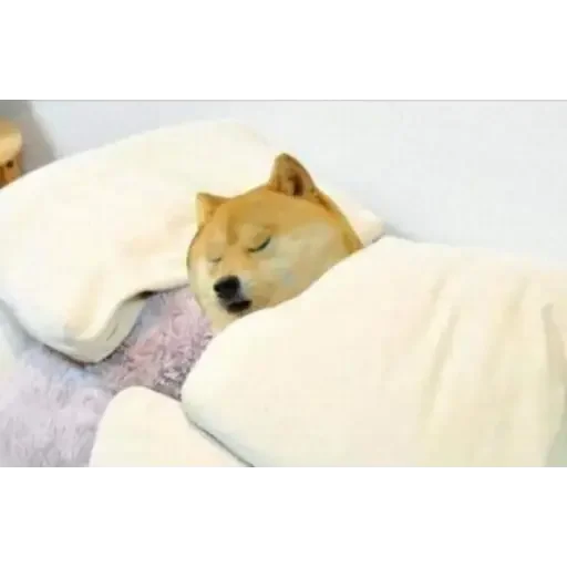 😴 Стикер «Doge(Ⲁⲡⲁⲛⲟⲅⲃ)» для Telegram