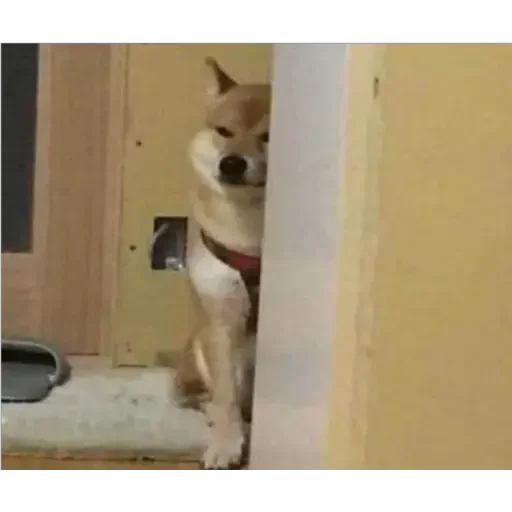 🌝 Стикер «Doge(Ⲁⲡⲁⲛⲟⲅⲃ)» для Telegram