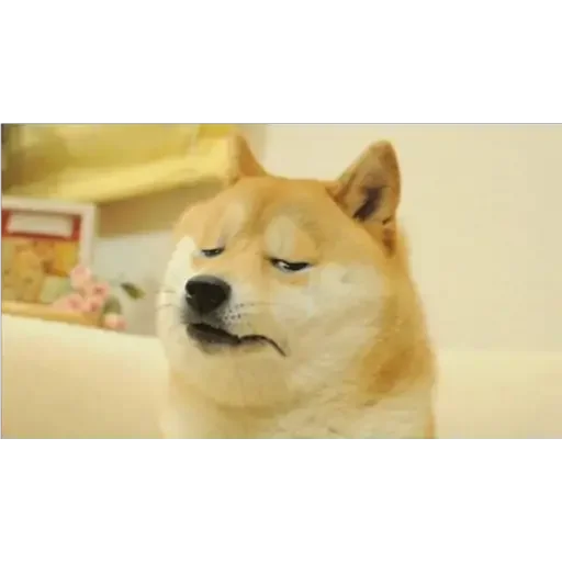😣 Стикер «Doge(Ⲁⲡⲁⲛⲟⲅⲃ)» для Telegram