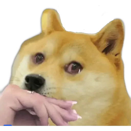 🤔 Стикер «Doge(Ⲁⲡⲁⲛⲟⲅⲃ)» для Telegram