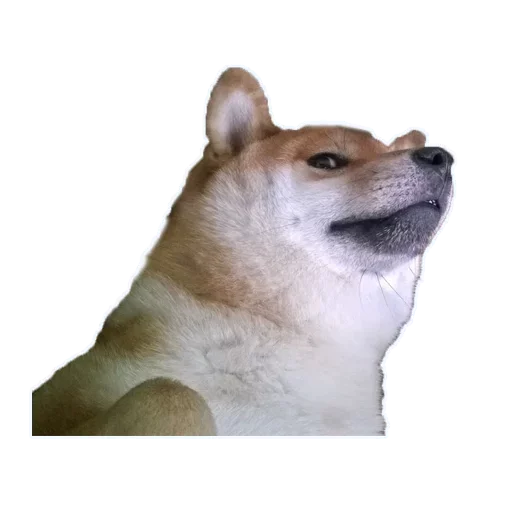 Стикерпак Doge для Telegram — скачать