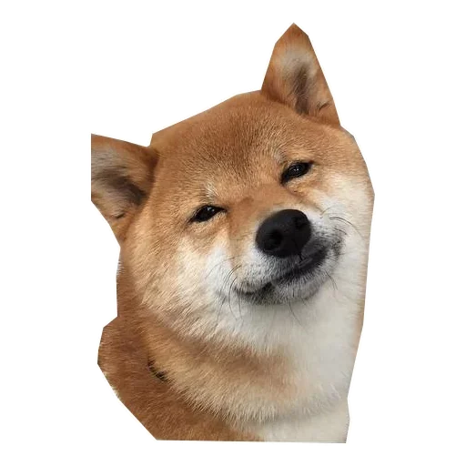 🐶 Стикер «Doge» для Telegram