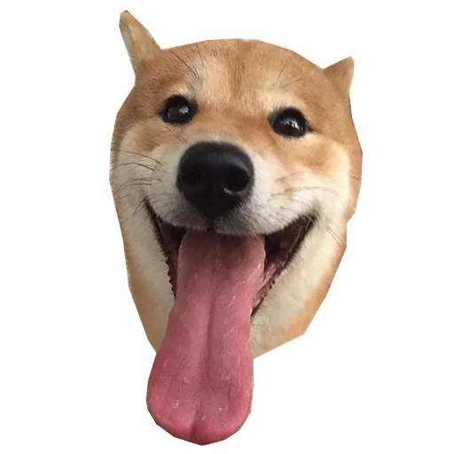 🐶 Стикер «Doge» для Telegram