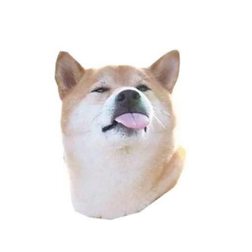 🐶 Стикер «Doge» для Telegram