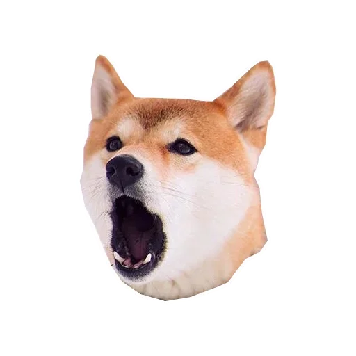 🐶 Стикер «Doge» для Telegram