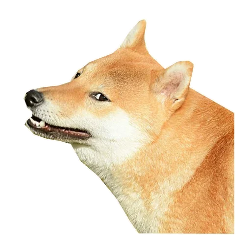 🐶 Стикер «Doge» для Telegram