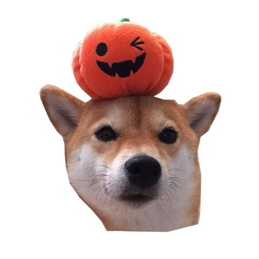 🐶 Стикер «Doge» для Telegram