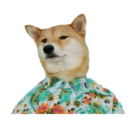 🐶 Стикер «Doge» для Telegram