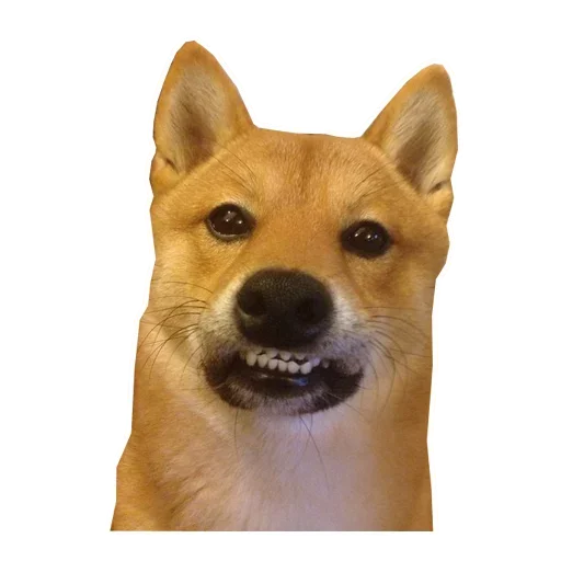 🐶 Стикер «Doge» для Telegram