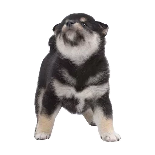 🐶 Стикер «Doge» для Telegram