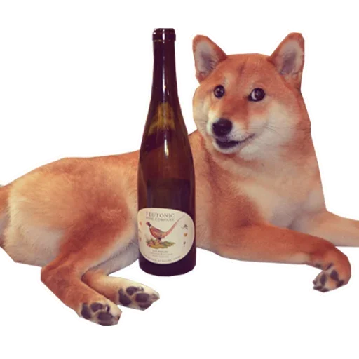 🐶 Стикер «Doge» для Telegram