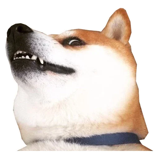 🐶 Стикер «Doge» для Telegram