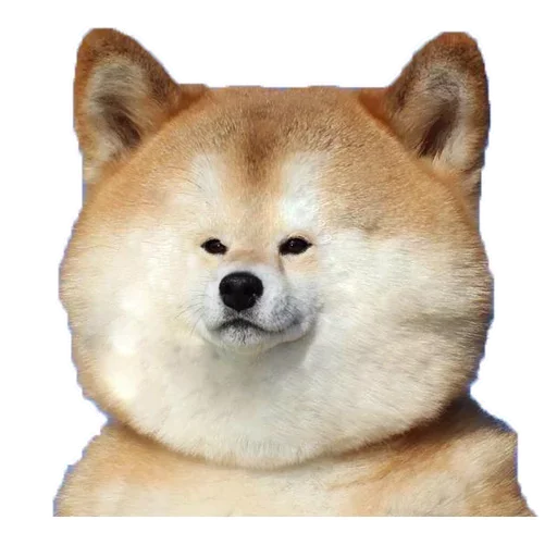 🐶 Стикер «Doge» для Telegram