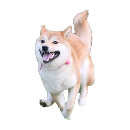 🐶 Стикер «Doge» для Telegram