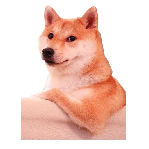 🐶 Стикер «Doge» для Telegram