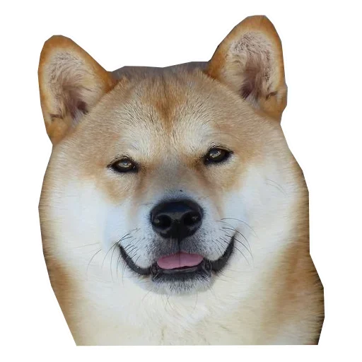 🐶 Стикер «Doge» для Telegram
