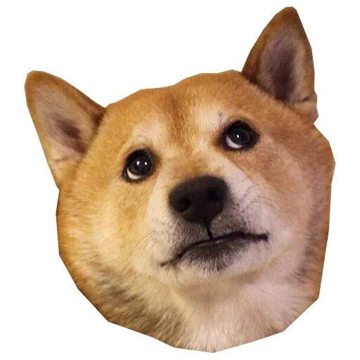 🐶 Стикер «Doge» для Telegram