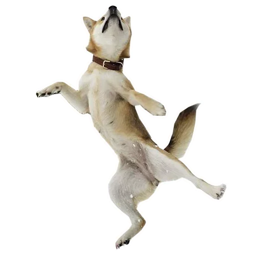 🐶 Стикер «Doge» для Telegram