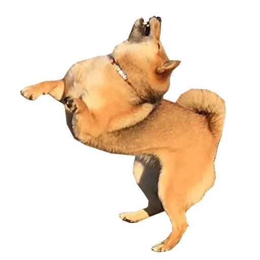 🐶 Стикер «Doge» для Telegram