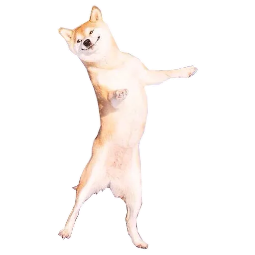 🐶 Стикер «Doge» для Telegram