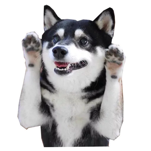 🐶 Стикер «Doge» для Telegram