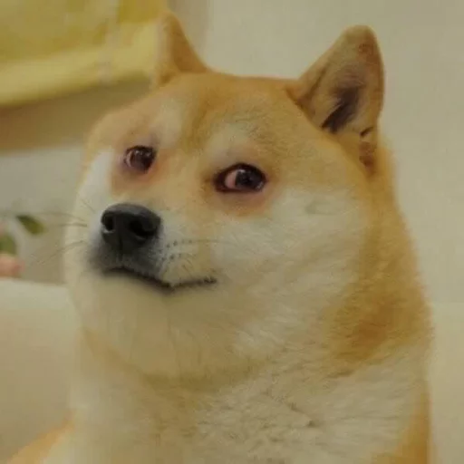 😥 Стикер «Doge Edits 3» для Telegram