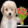 🥳 Эмодзи «doggies» для Telegram