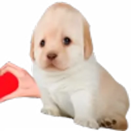 🥰 Эмодзи «doggies» для Telegram