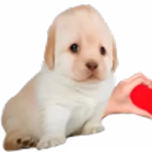 😍 Эмодзи «doggies» для Telegram