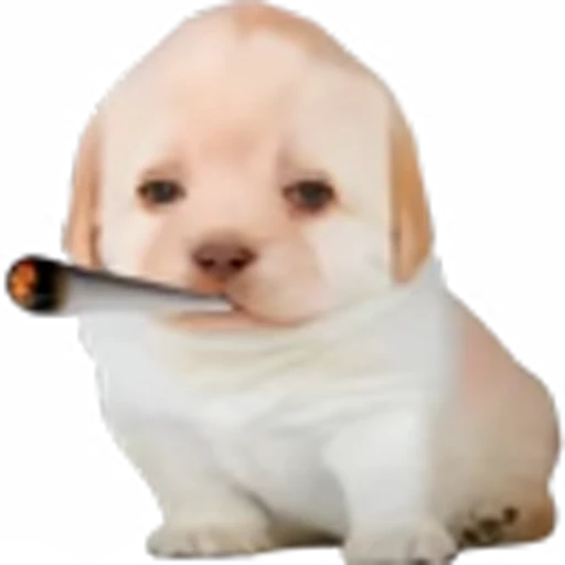 😶‍🌫️ Эмодзи «doggies» для Telegram