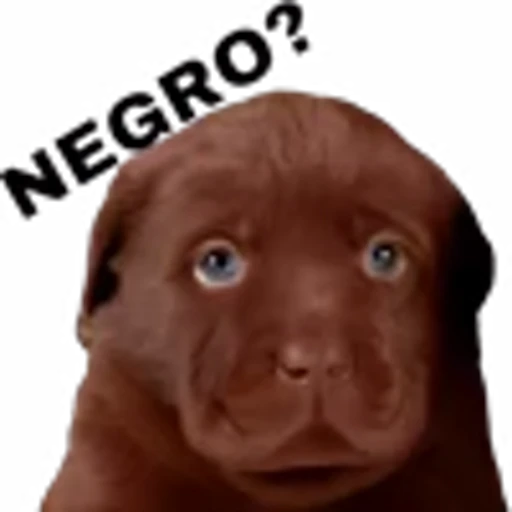 💩 Эмодзи «doggies» для Telegram