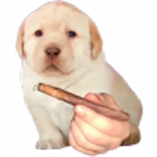 🥳 Эмодзи «doggies» для Telegram