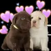 🥰 Эмодзи «doggies» для Telegram