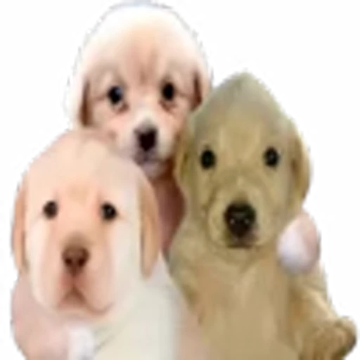 🥳 Эмодзи «doggies» для Telegram