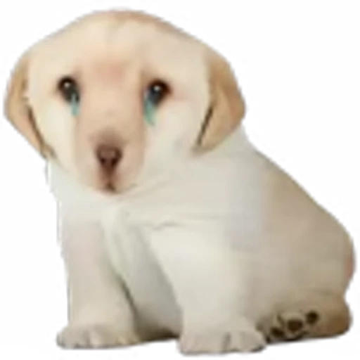 😓 Эмодзи «doggies» для Telegram
