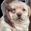 💩 Эмодзи «doggies» для Telegram