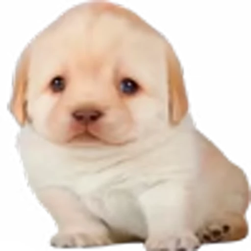 ☺️ Эмодзи «doggies» для Telegram