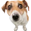 Стикер 14 Питомцы
