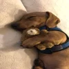 🥱 Эмодзи «Doggy» для Telegram